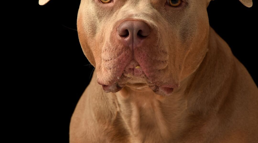 PIT BULL RED NOSE 20